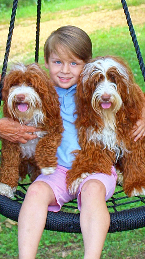 the Australian Labradoodle Breed
