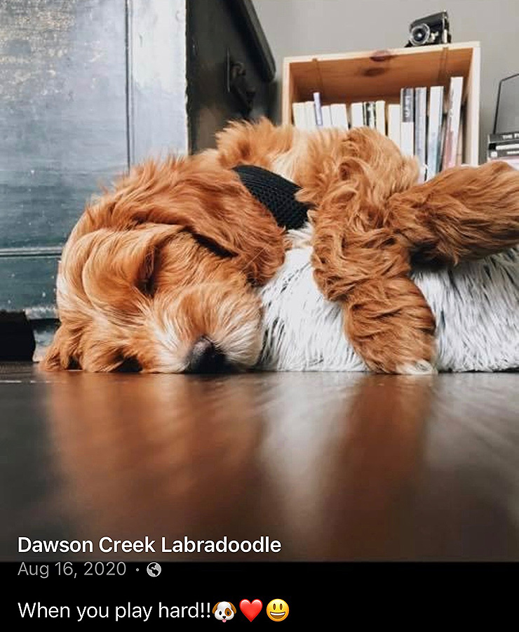 Dawson Creek Labradoodles